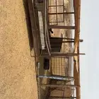 شبوك أغنام للإيجار الشهري