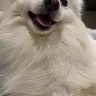 كلب Japan spitz للتبني