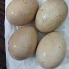 للبيع بيض طاووس هندي