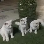 قط شرازي