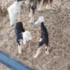 للبيع نجديه متوم رخال وصحتهم طيبه