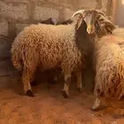 نعيمي للبيع