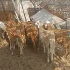 سواكن مناسبات تربيه شهرين