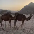 بكار حمر