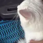 قطط للتبني تجننن