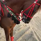 حصان عربي اوراق