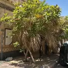 واشنطونيا و ياسمين هندي