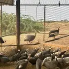 حجل او دجاج حبشي