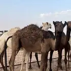 حشوان قصب سمان وطيبه