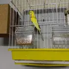 زوج عصافير البادجي