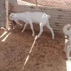 5 روس كلش تيس