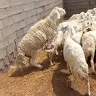 غنم حرش