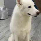 كلب هاسكي للتبني