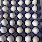 بيض بلدي للاكل