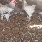 براهما للبيع