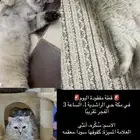 قطة شيرازي ضايعة في مكة حي الراشدية نرجو لمن وجدها ان يتواص