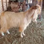 تيس عارضي