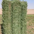 برسيم صافي وشد طيب -شقراء