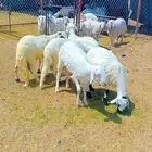 سواكن مرابي