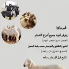 غنم ذبايح