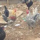 ديك لحاله ولي يبي جوز أبيعه له