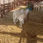 ضان حريه مقفله شحم ولحم معزوله عن الغحل