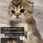 سكوتش دبل فولد