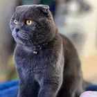 قطة سكوتش دبل فولد ذكر اسكوتلندي للبيع بيور