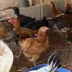 دجاج تركي و برهمه العمر 3اشهور