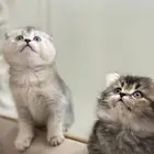 قطط للبيع