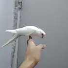 كروان البينو اليف هدد نشبه