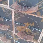 نحل للبيع