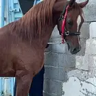 فحل مربط حفيد العديد مميز