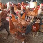 ديكة للبيع