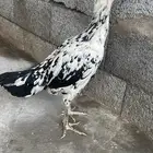 دجاجه سندي بوران