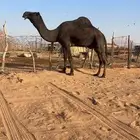 بعير مجهم طيب