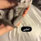 قطط للبيع