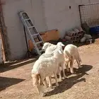 جدة