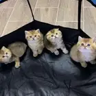 سكوتش فولد كيتنز كيتن برتش قولد سكوتش تربل فولد سكوتش ستريت