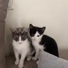 قطط للتبني