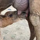 خلفه مصغر كفو منوة ألقاني