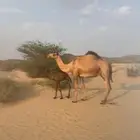 خلفة كفو كفو للبيع موقع بيشة