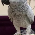 ببغاء كاسكو