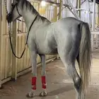 خيل حصان كفو جدا