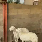 بهم طلي ورخل