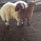 طليان نعيمي للبيع ( تم البيع )