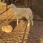 شاه حايل ذبيحة البجاديه