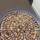 بلح طاازج