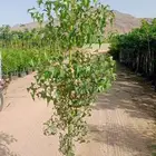 استركوليا ترمناليا نيم زمرد تمر حنا خف الجمل