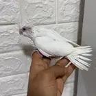 فرخ كروان البينو